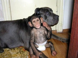 Bebé chimpancé adoptado por mamá perra
