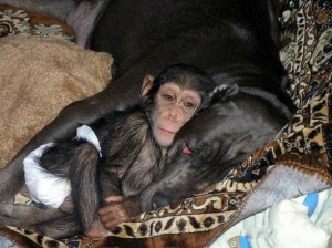 Bebé chimpancé con su nueva mamá